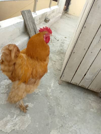 Golden buff
