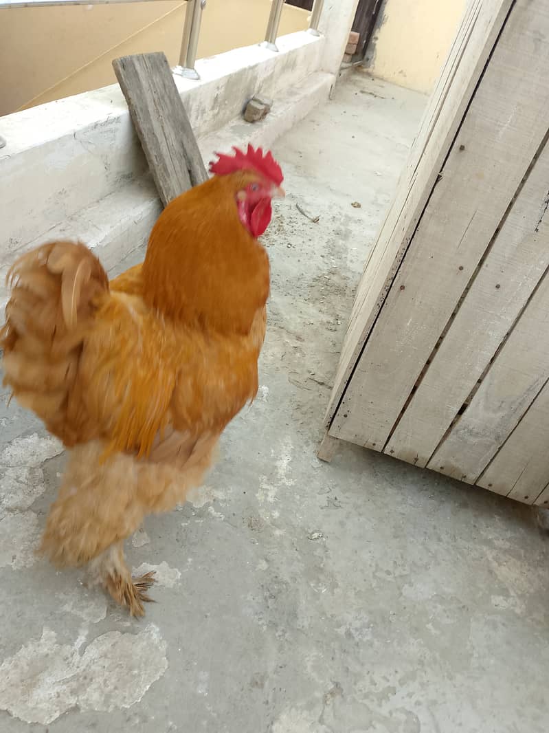 Golden buff 0