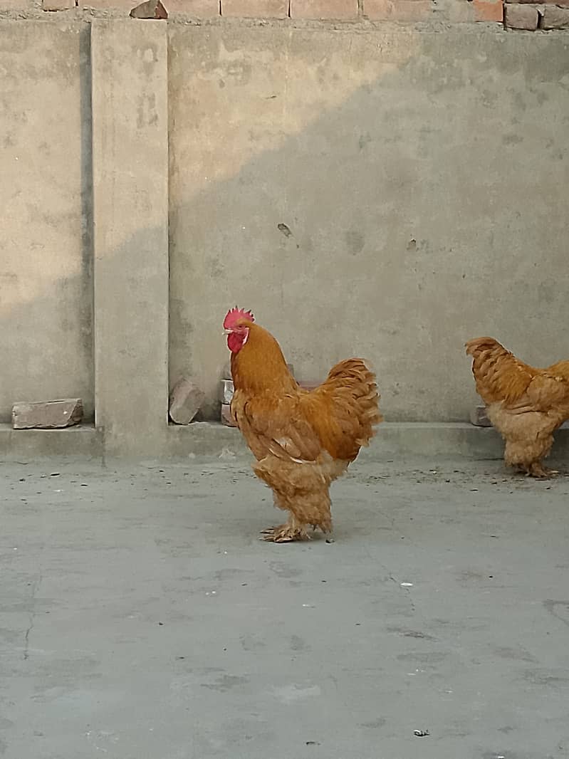 Golden buff 2