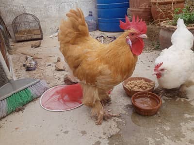 GOLDEN BUFF&WHITE BUFF