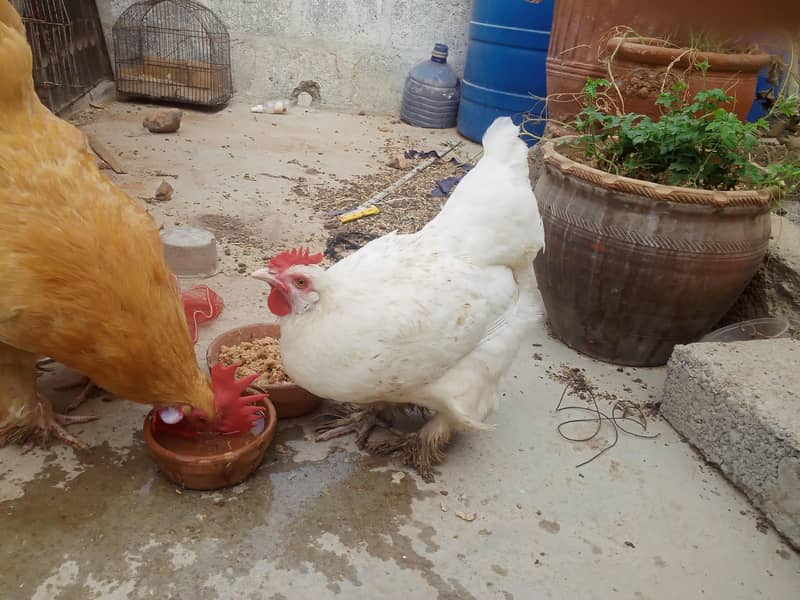 GOLDEN BUFF&WHITE BUFF 1