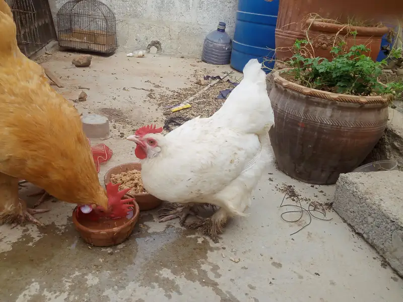 GOLDEN BUFF&WHITE BUFF — photo 2