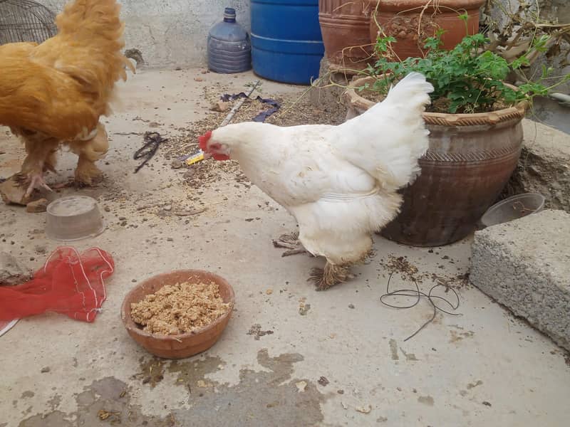 GOLDEN BUFF&WHITE BUFF 2