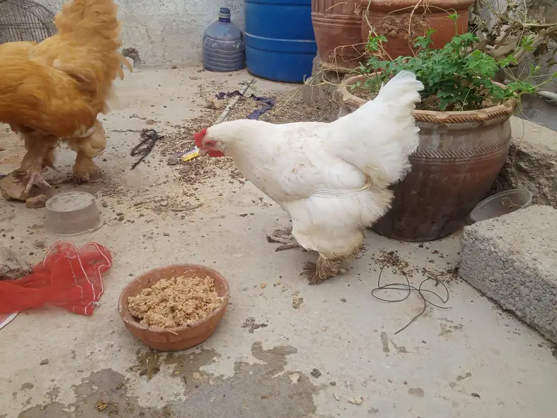 GOLDEN BUFF&WHITE BUFF — photo 3