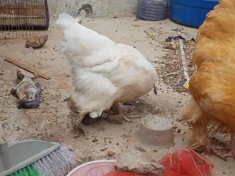 GOLDEN BUFF&WHITE BUFF — photo 10