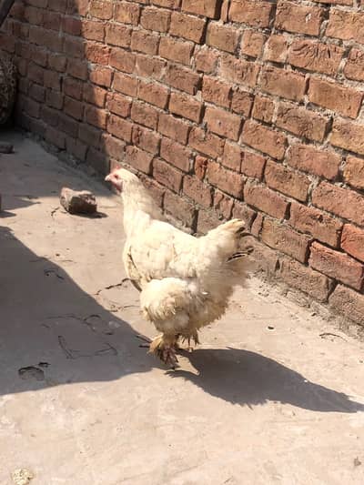 Fency hens Breeding Trio for Sale (2 Hens + 1 Rooster)