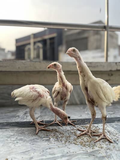 White Heera Aseel Chicks
