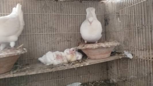 King jumbo size Breeder pair with chicks