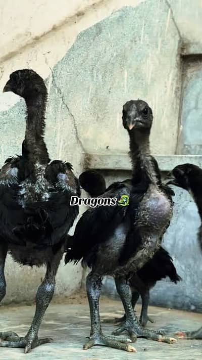 dargon aseel | dargon chicks | black dargon | blue dargon | chicks