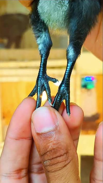 dargon aseel | dargon chicks | black dargon | blue dargon | chicks