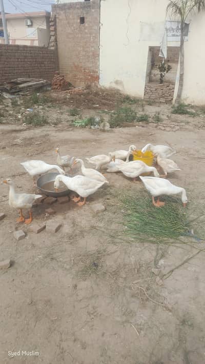 Ducks 12 pair very cheap price
