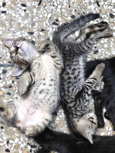 cute cats