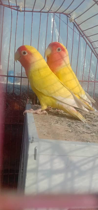 Healthy & breeder pair