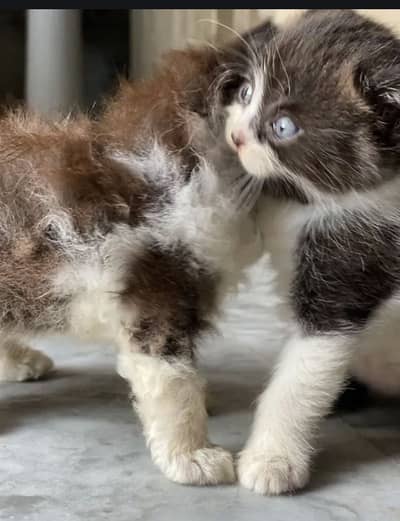 Persian kittens