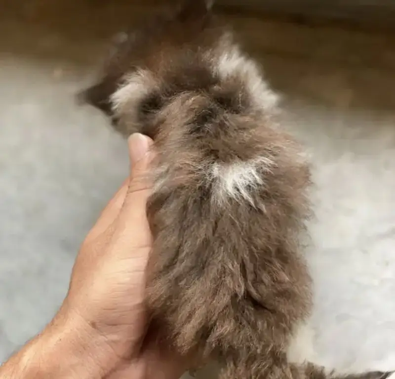 Persian kittens — photo 2