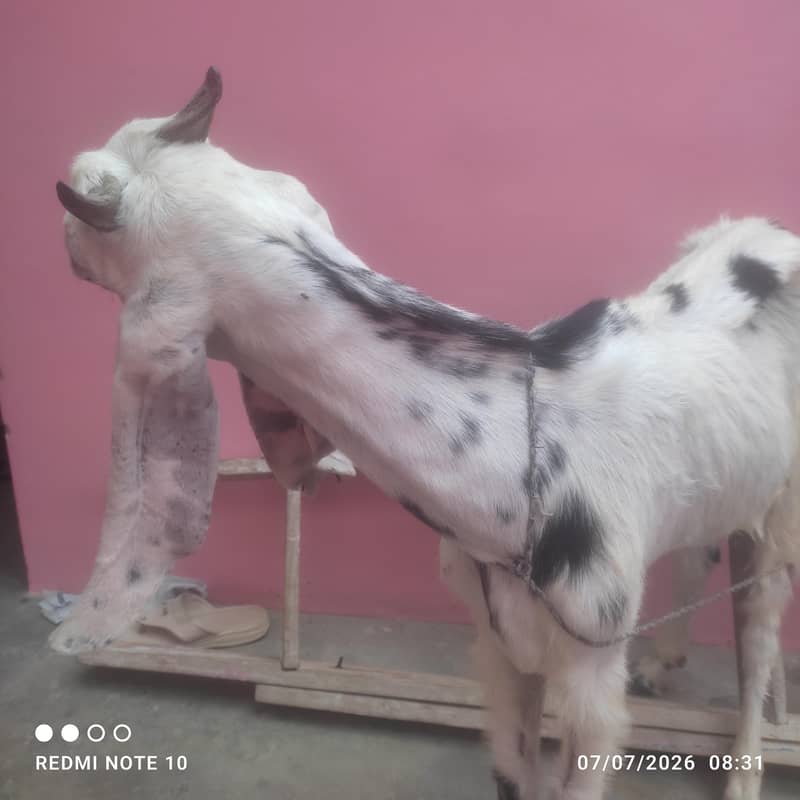 Bakri 0