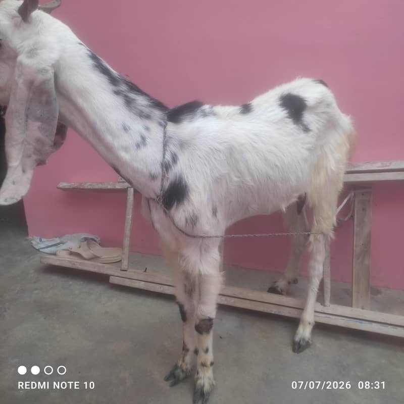 Bakri 1