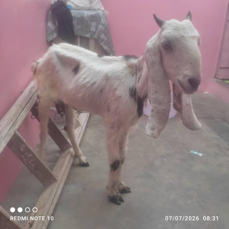 Bakri 2