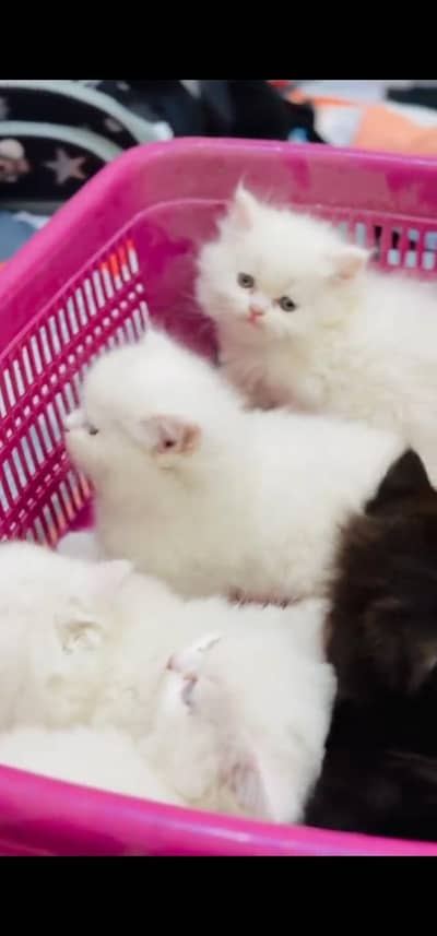 Quality Persian Punch face cat & kittens 03495425573 WhatsApp