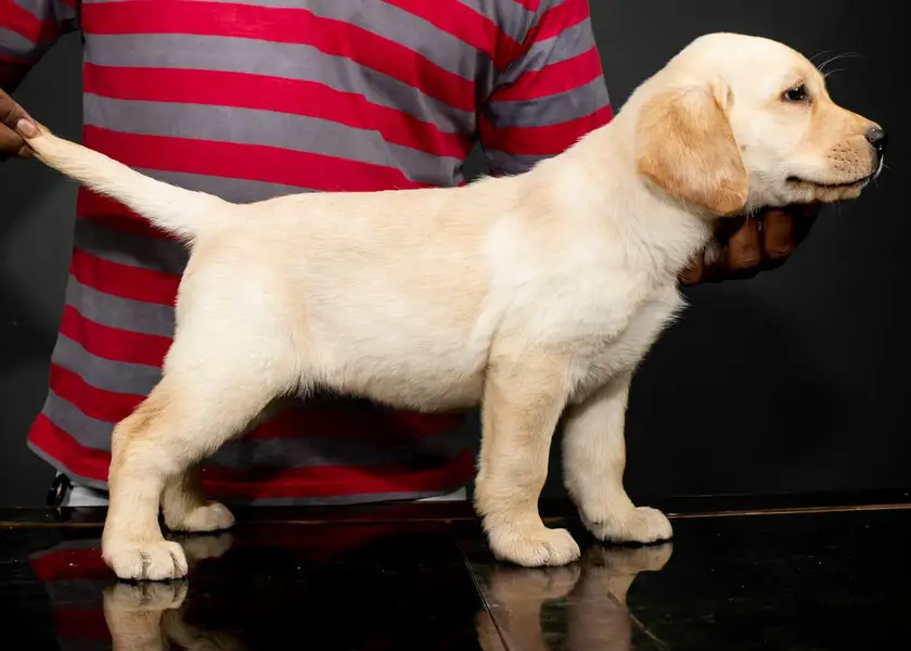 Labrador puppies 03014615555 — photo 2