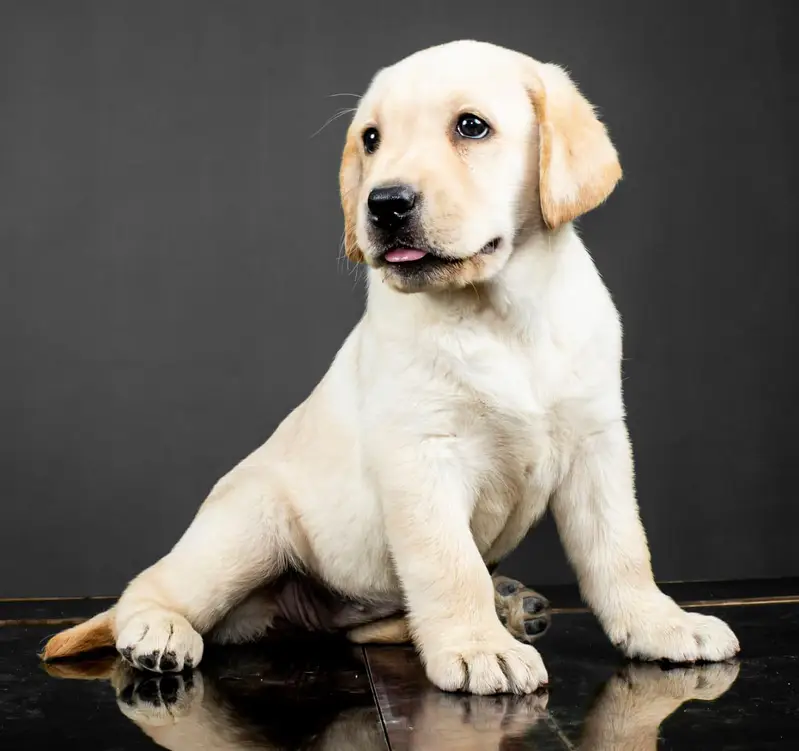Labrador puppies 03014615555 — photo 4