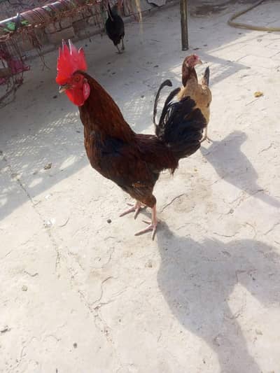 Golden desi murghiya and murgha