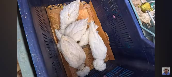Bantam breeder male and polish available.