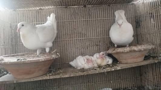 King jumbo size Breeder pair with chicks