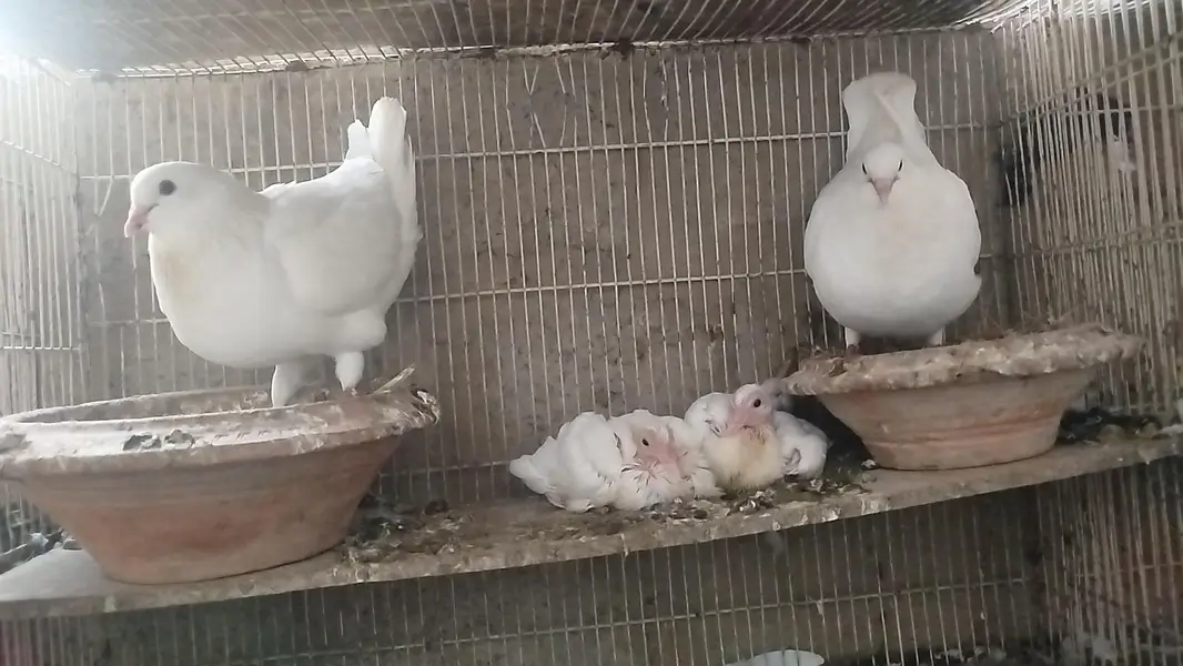 King jumbo size Breeder pair with chicks