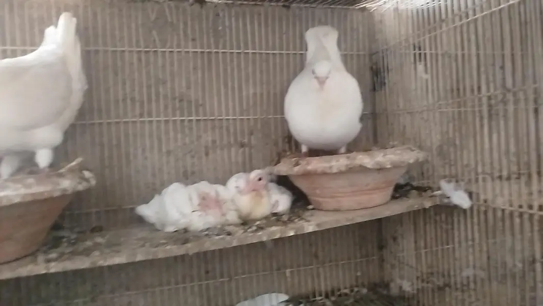 King jumbo size Breeder pair with chicks — photo 2