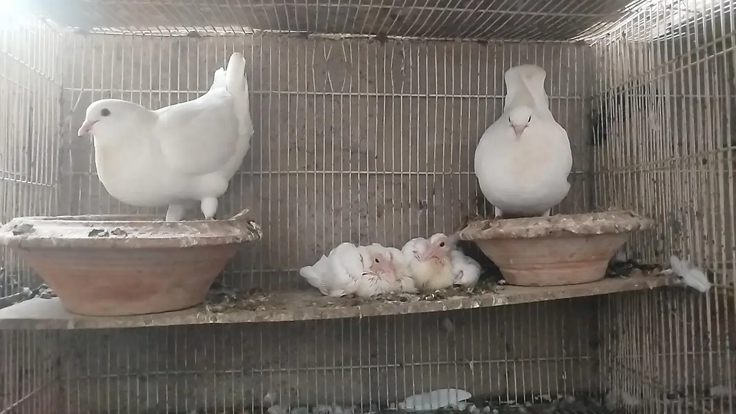 King jumbo size Breeder pair with chicks — photo 3