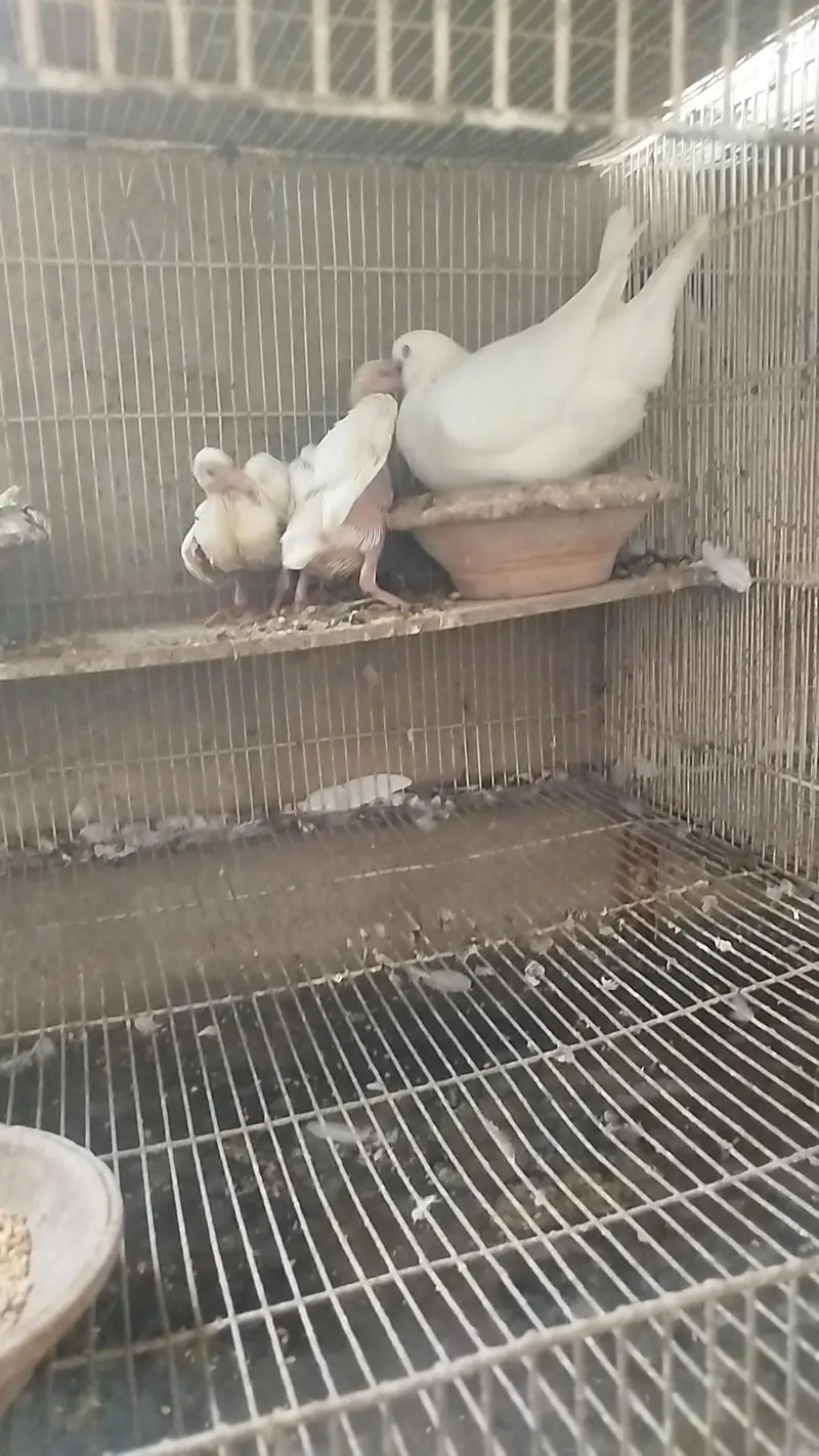 King jumbo size Breeder pair with chicks — photo 4