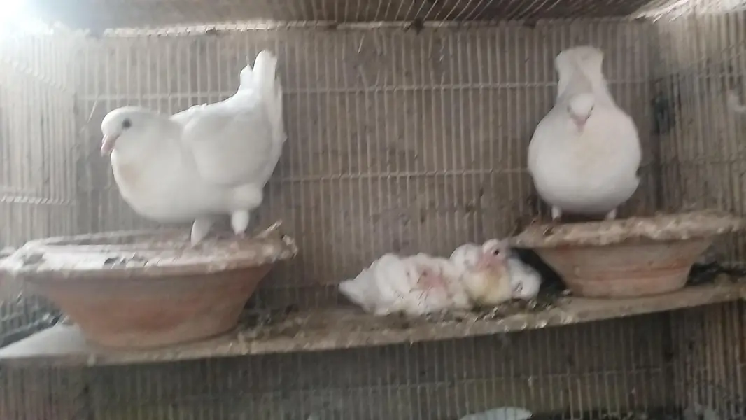 King jumbo size Breeder pair with chicks — photo 5