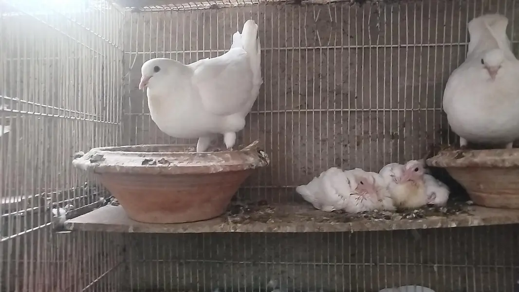 King jumbo size Breeder pair with chicks — photo 6