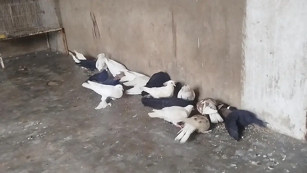 King jumbo size Breeder pair with chicks — photo 7