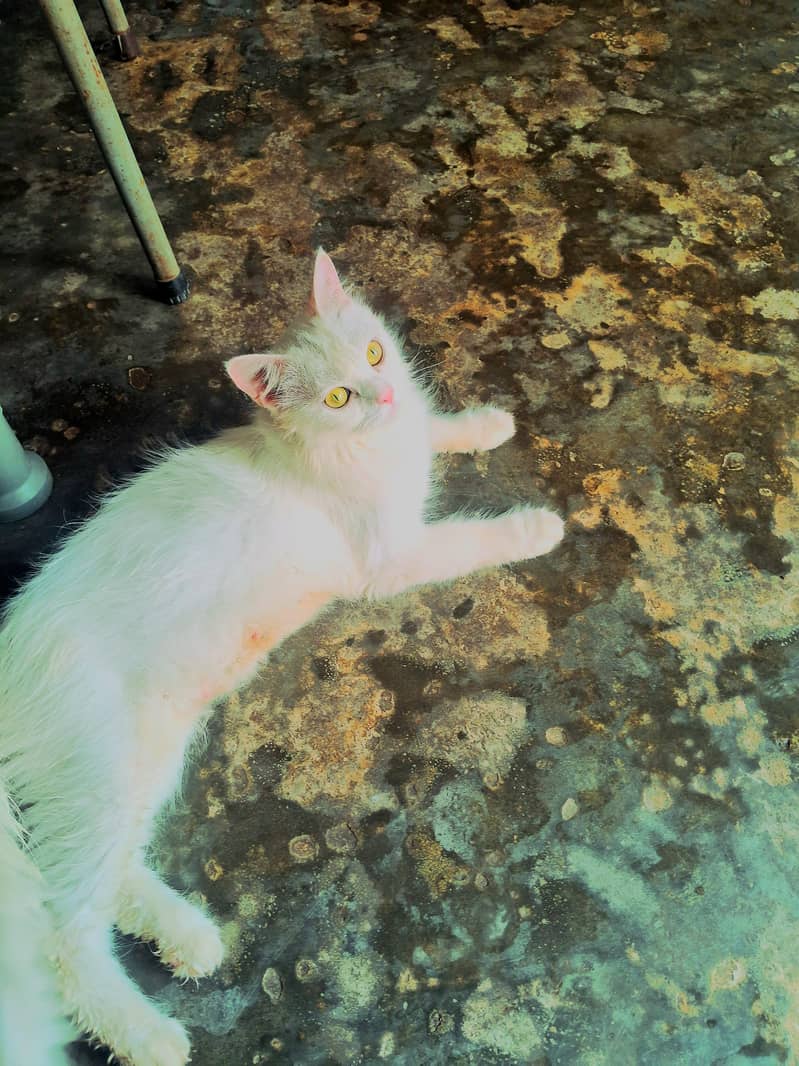Cato jack 0