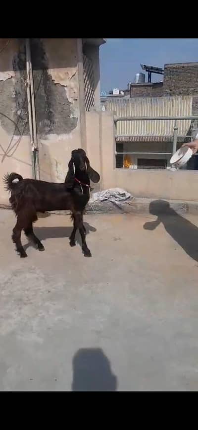 Nachi bakra for sale