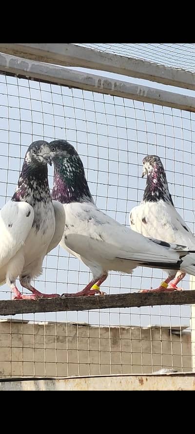 Ali waly pair for sale