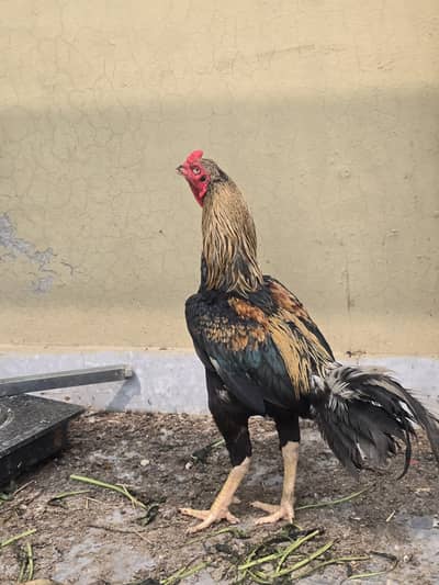 Long height aseel and 3 Golden Misri Hens For Sale. .