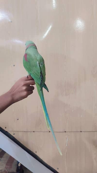 hand tame and talking raw parrot healthy contact number 03174373497