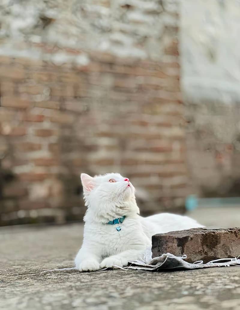 cat  0