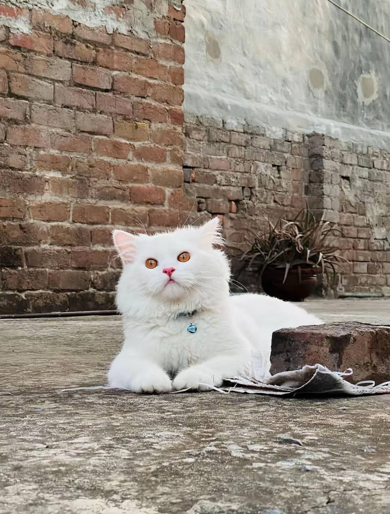 cat  1