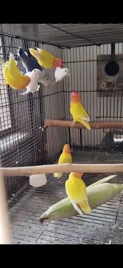 love birds for sale loc Rawalpindi 03375955809
