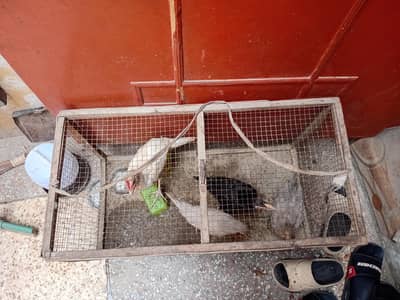 shamo aseel for sale desi