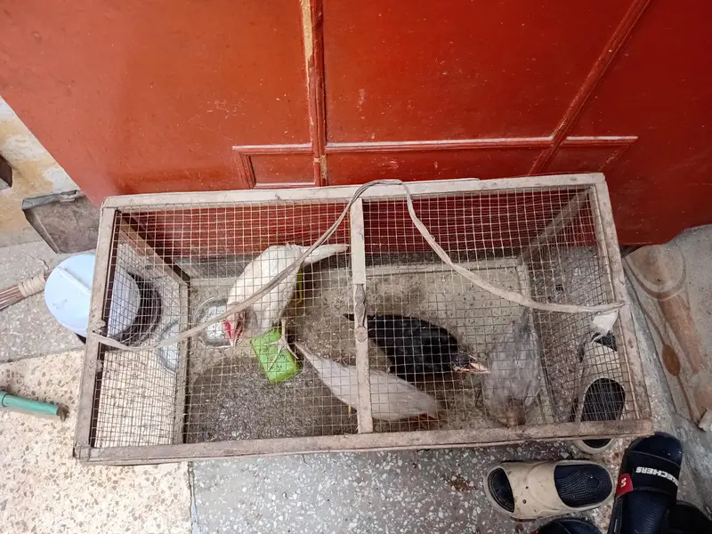 shamo aseel for sale desi