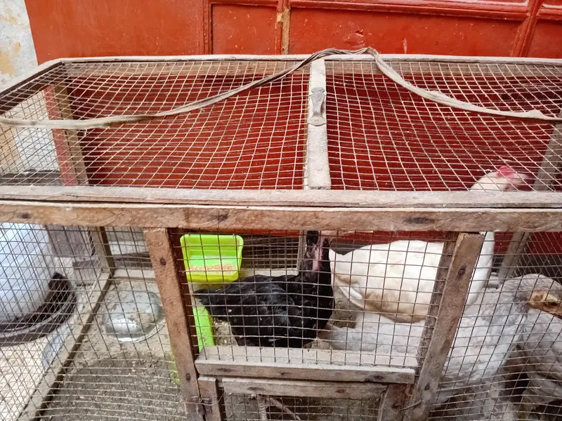 shamo aseel for sale desi — photo 2