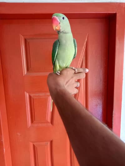 Tame raw parrot