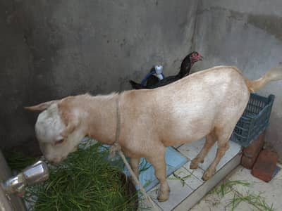 original machhali tedha urgent for sale khira baccha hai abhi