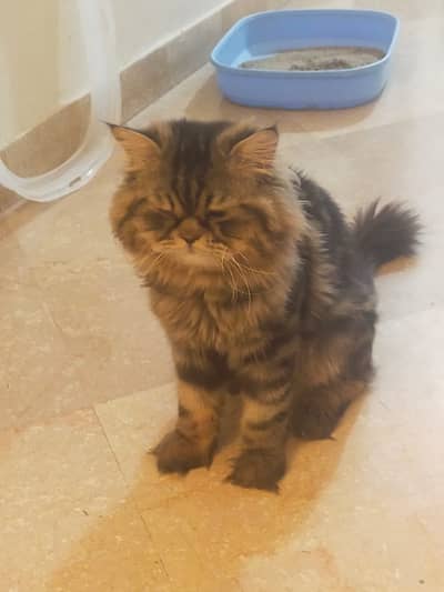 Tripple coated persian cats for sale