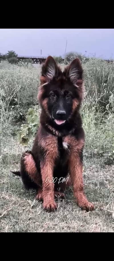 German shepherd puppy for sale pedigree